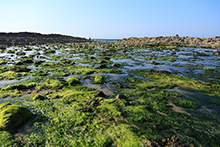 海藻類